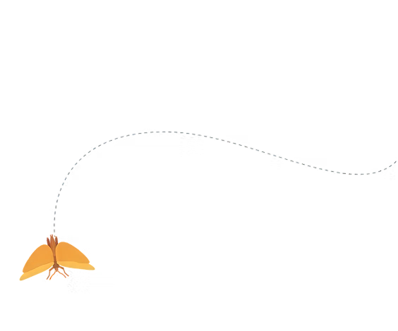 Orange butterfly with dotted flight path arc across white background.